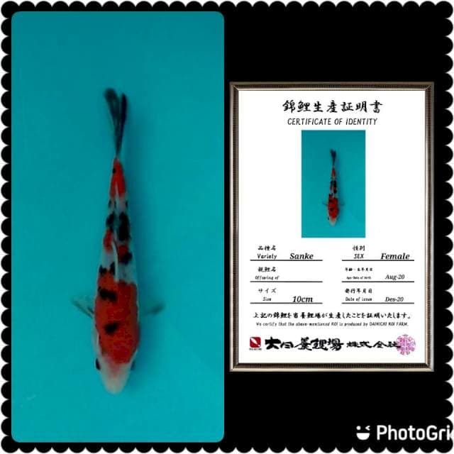 Sanke HQ import dainichi 20bu