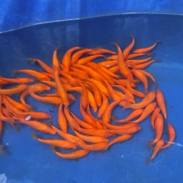IMPORT MARUDO RED KARASHI