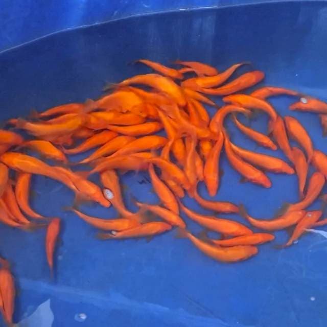 IMPORT MARUDO RED KARASHI