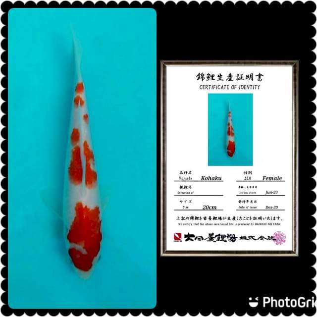 Sq kohaku dainichi import 25cm