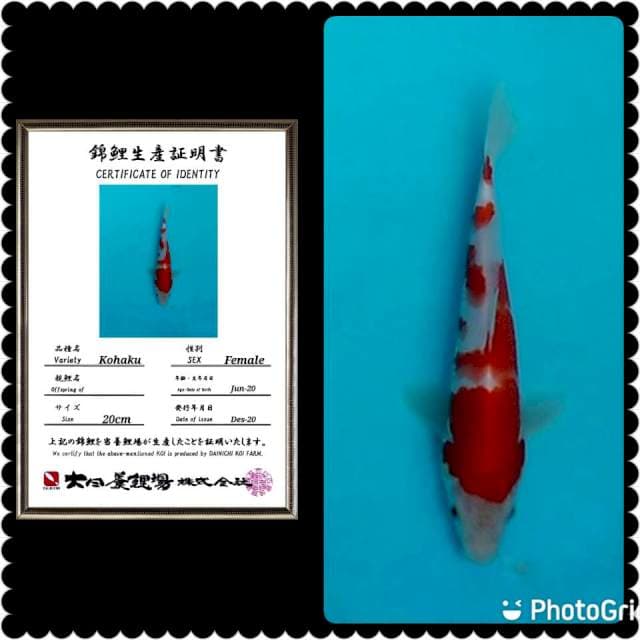 Kohaku hq merah pekad import 25cm