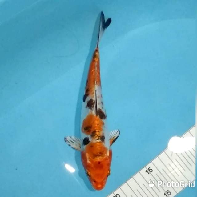 21cm