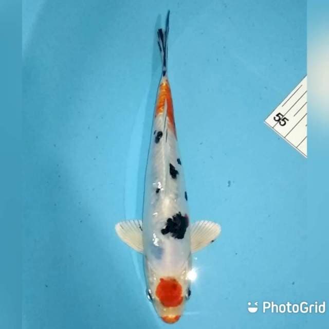 19cm
