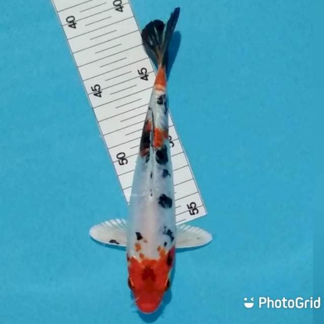21cm