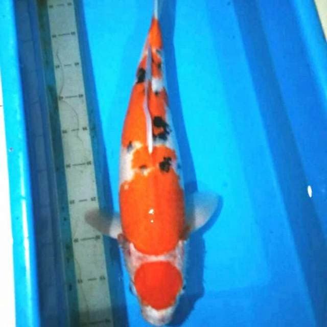 Maruten sanke jumbo 50cm body joozz