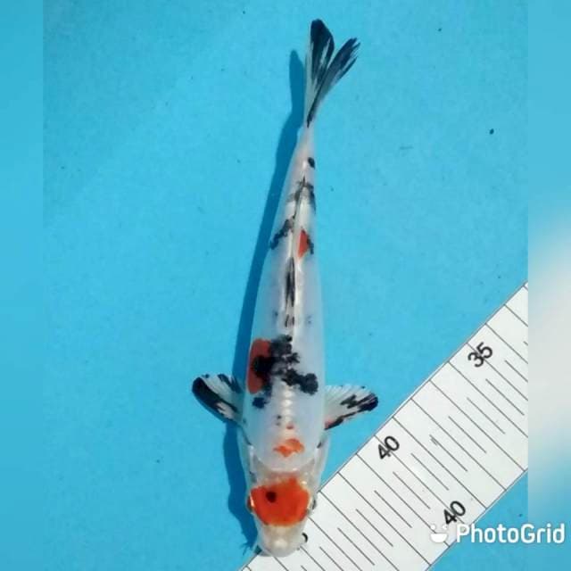 20cm