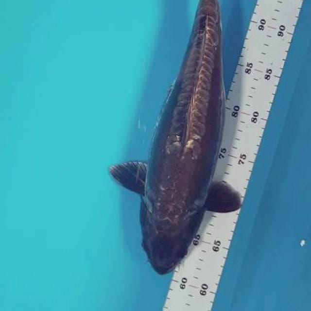 Kawarimono doitsu super langka 38 cm