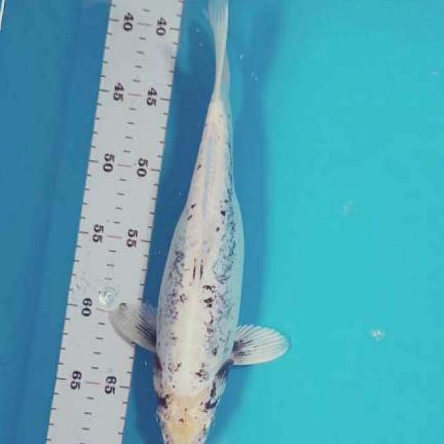 Kumonryu moto Goro 32 cm super langka