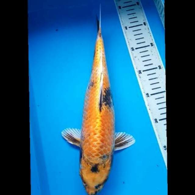 KIN SHOWA PUNUK 35 Cm