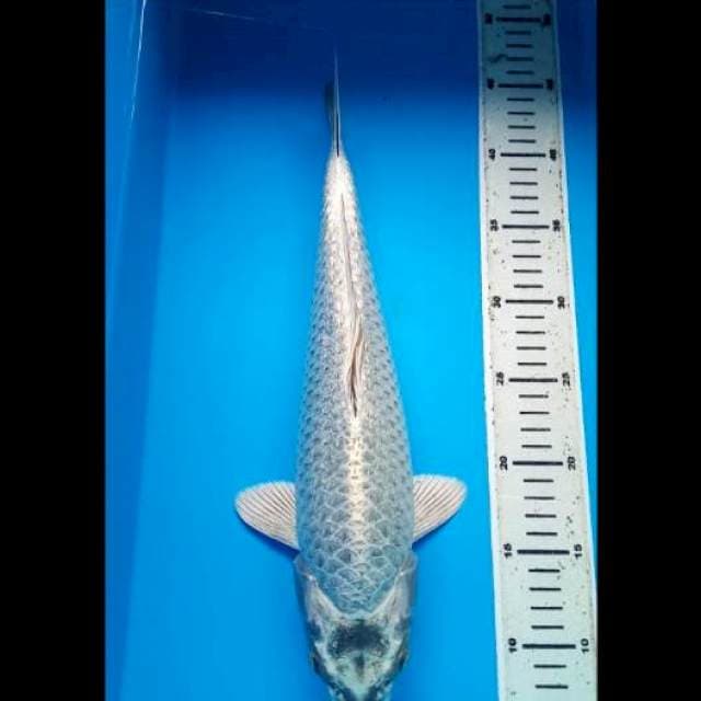 MUKASHI GINRIN JUMBO PUNUK 39 Cm