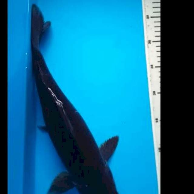KARASHUGOI JUMBO 39 Cm