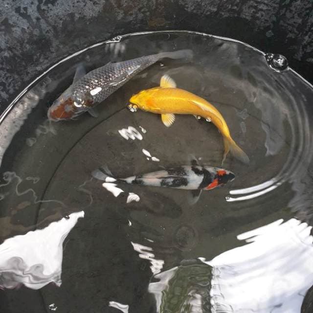 Trio Ambisi 1. MIX Ochiba, Showa, Ogon