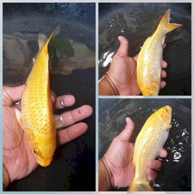 Ogon body bagus. 20 cm mulai munuk