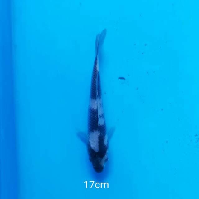 SHIRO 20BU