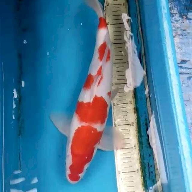 Kohaku 45cm Male