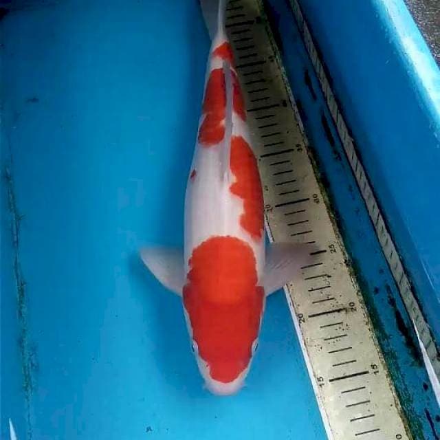 Kohaku 39cm Male