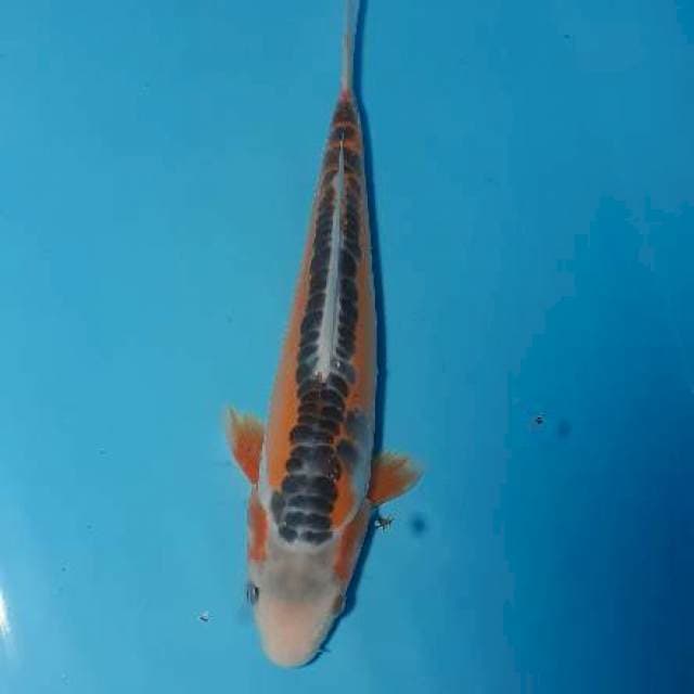 Shusui 03