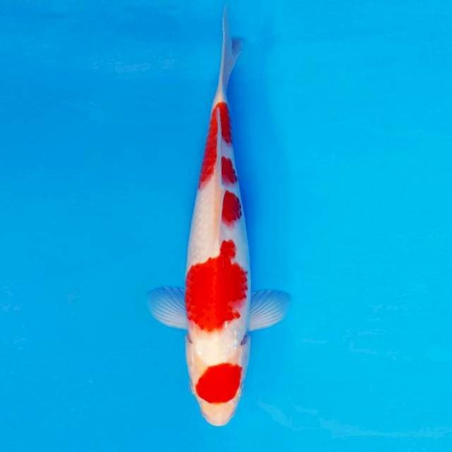 RONIN 6 - Maruten Kohaku ™