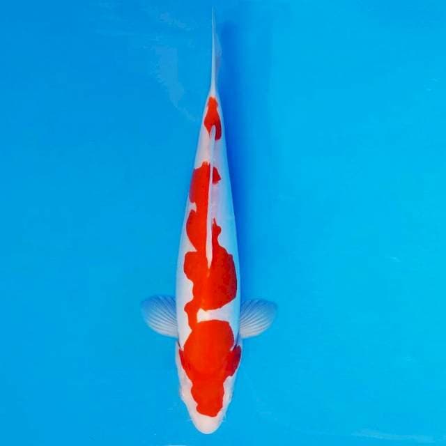 RONIN 9 - Kohaku Doitsu ™
