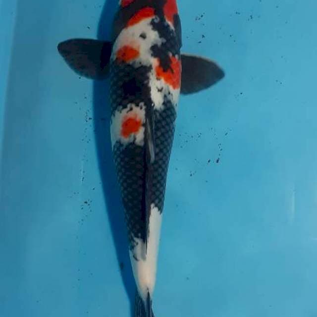 Hi showa 40 cm