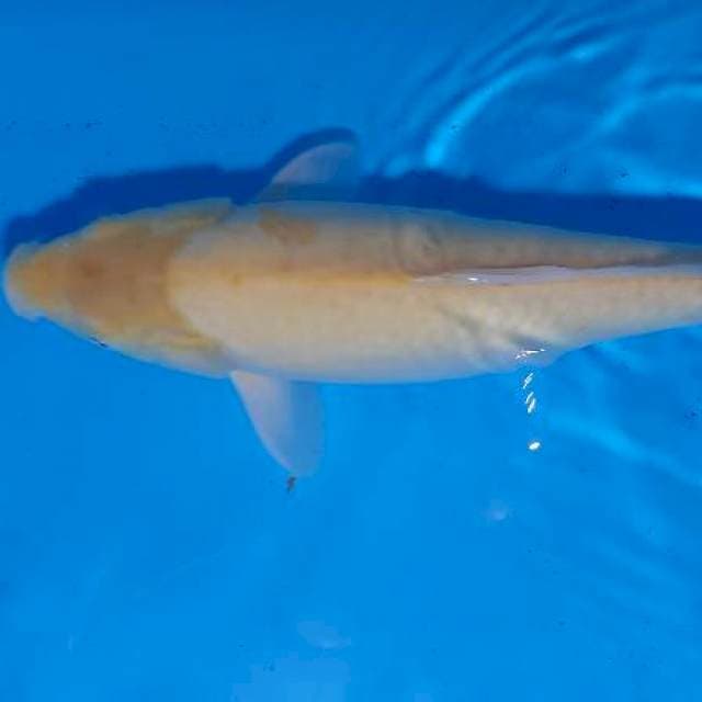 Karashi mata melah 40 cm