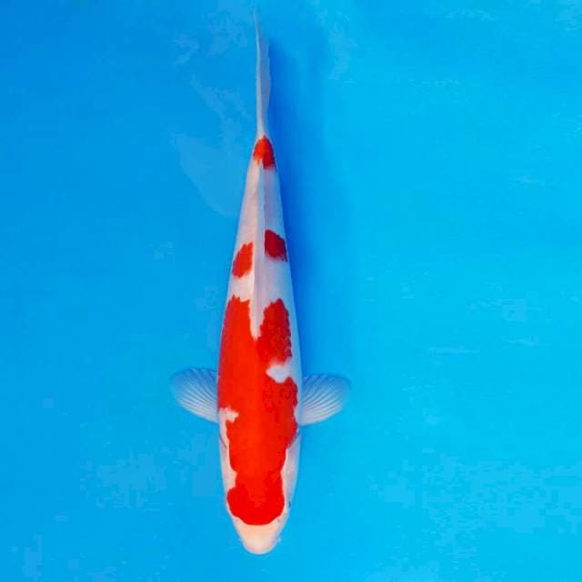 RONIN 12 - Kohaku ™