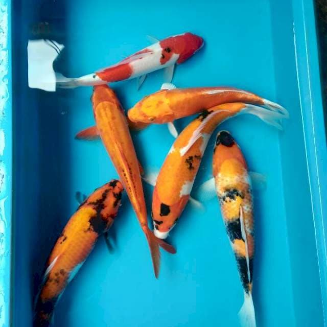 Mix 27 - 32cm