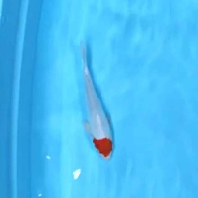 Tancho 25cm