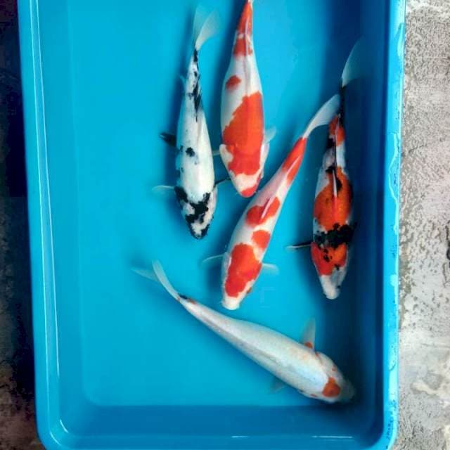 Mix 30-34cm