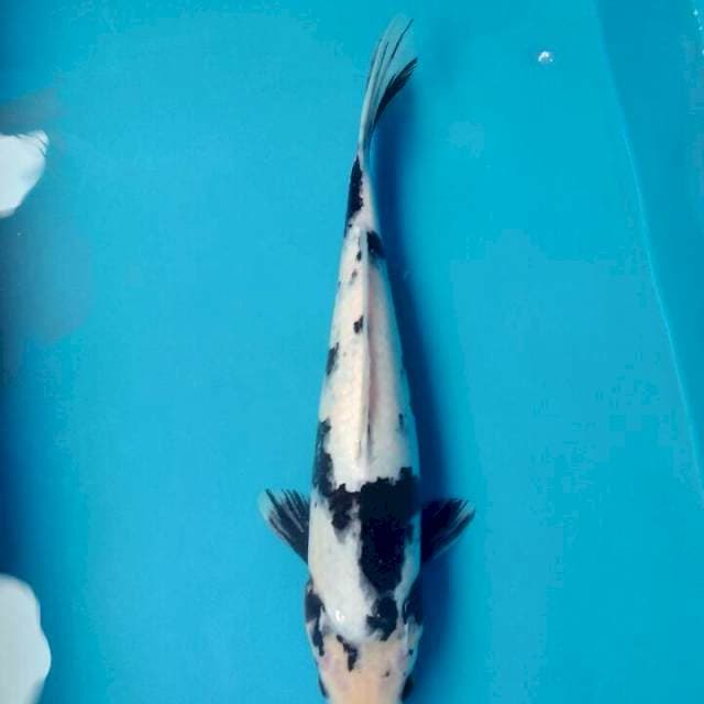Shiro 34cm