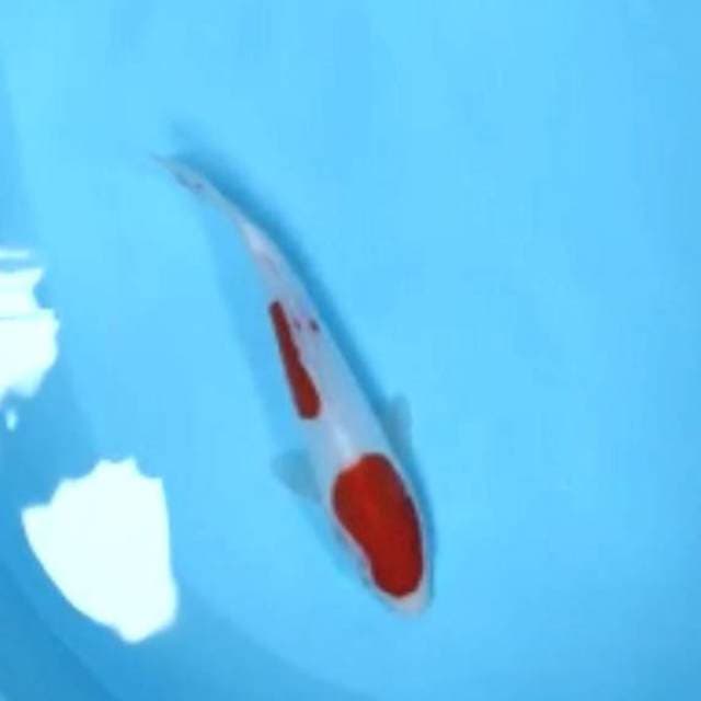 Doitsu mulus 25cm