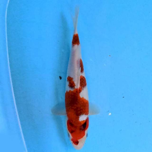 Goromo 25 cm