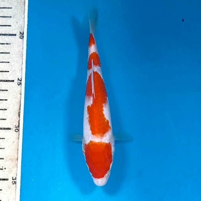 Kohaku, 18 cm
