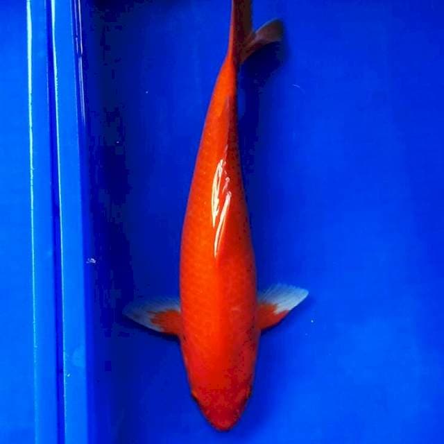 Benigoi jozz aslie merah 45bu