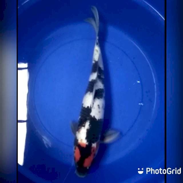 Tc showa 45cm