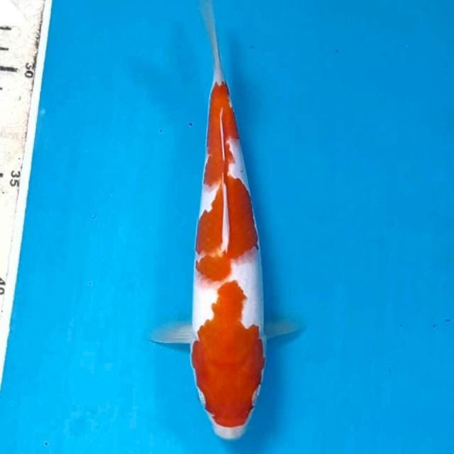 Kohaku, 19 cm