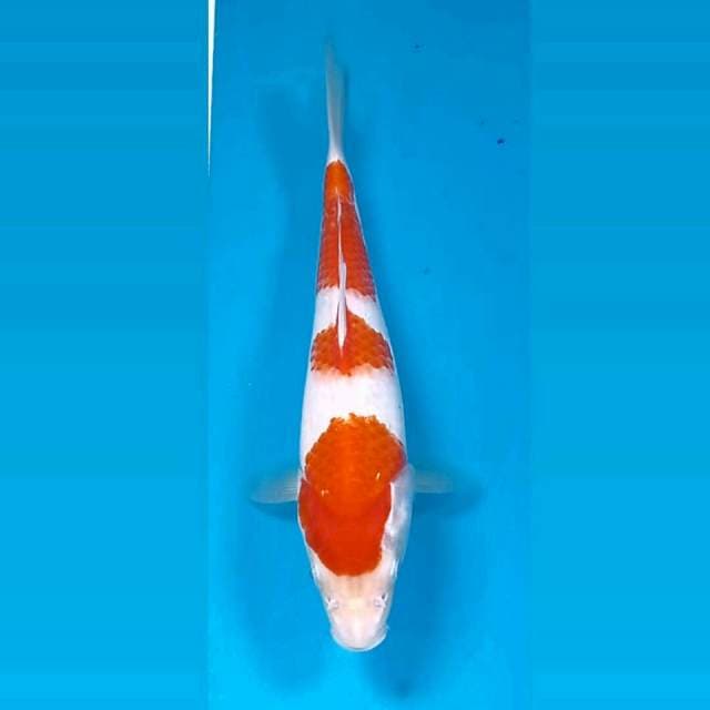 Kohaku, 24