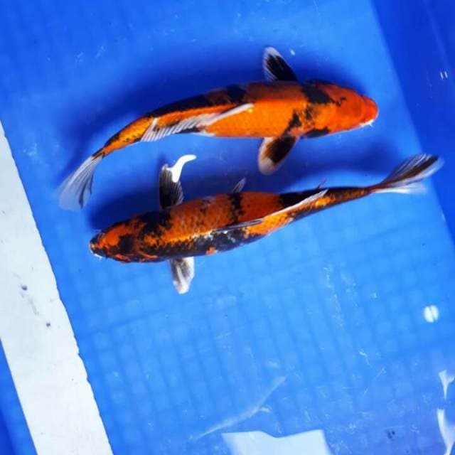 Duo Showa Hikari
