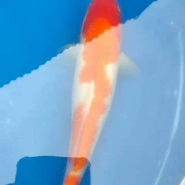 KOHAKU INAZUMA 36CM