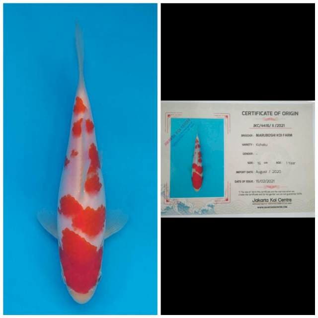 Maruboshi Kohaku Sakura