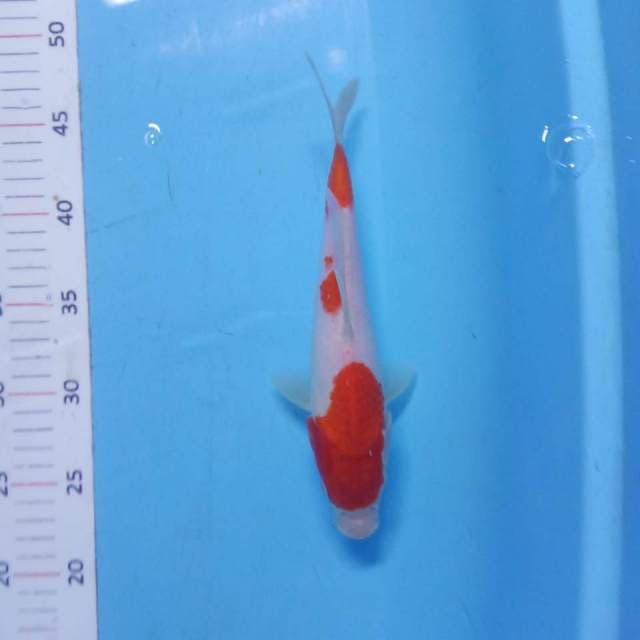 Kohaku 25cm