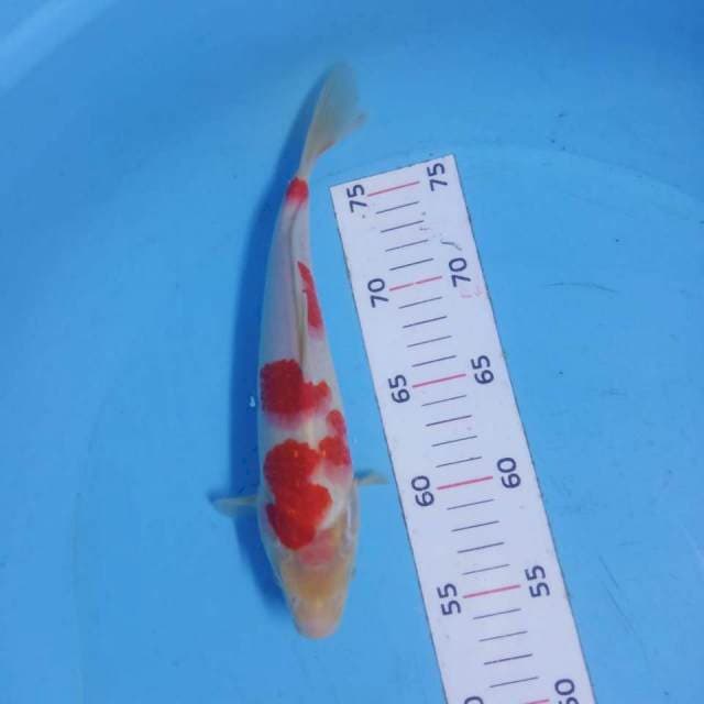 Kohaku 25cm