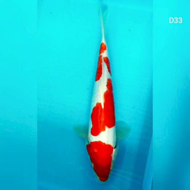 Doitsu kohaku/33cm