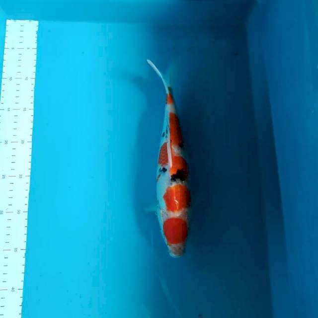 Sanke bulky 28cm