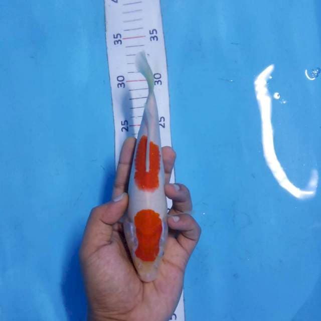 Kohaku 21cm
