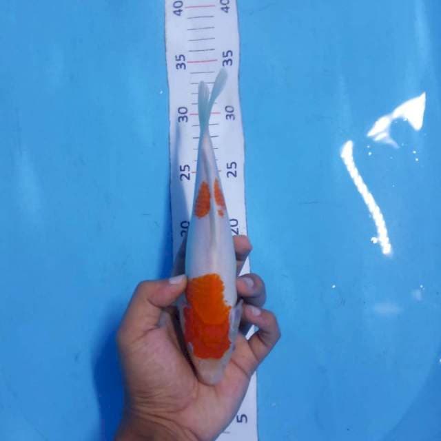 Kohaku 22cm