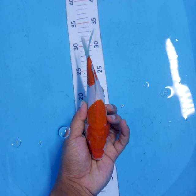 Kohaku 21cm