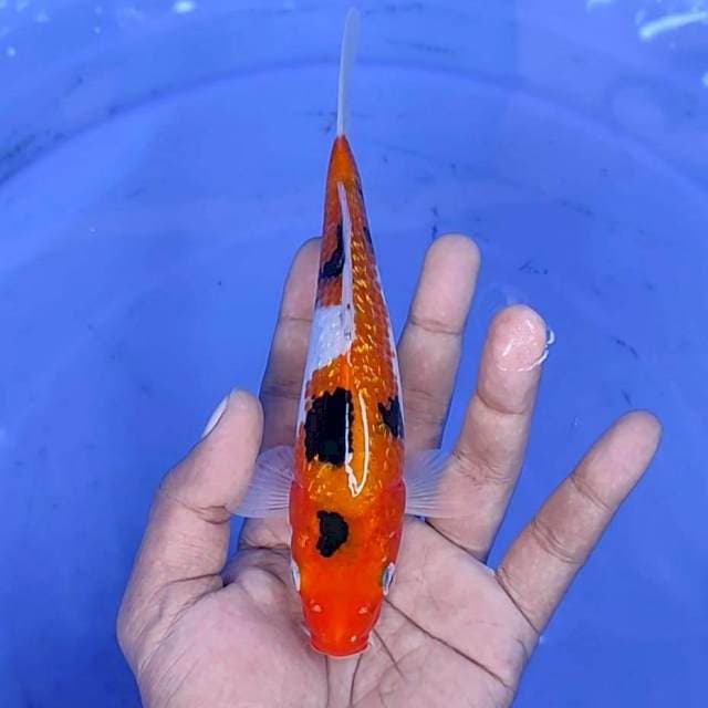 sanke gindrin / 18 cm