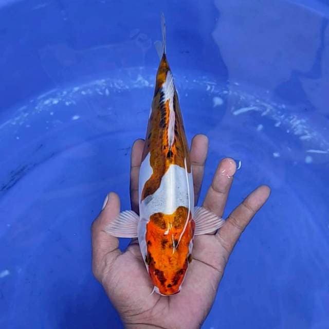 kiko / 26 cm
