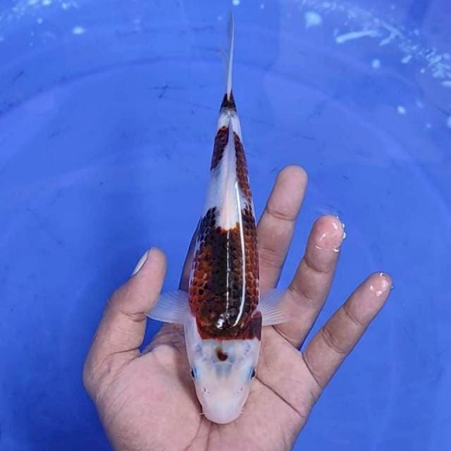 goromo / 21 cm